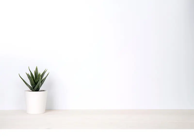 Aloe in weissem Topf