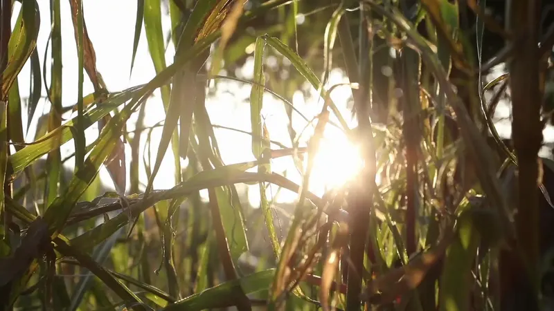Sonnenlicht im Schilf